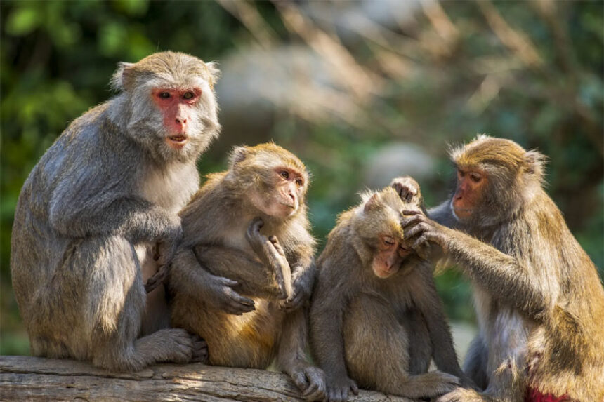 ಬಾಲಕಿ ಮೇಲಿನ ಅತ್ಯಾಚಾರ ತಪ್ಪಿಸಿದ ಕೋತಿಗಳು