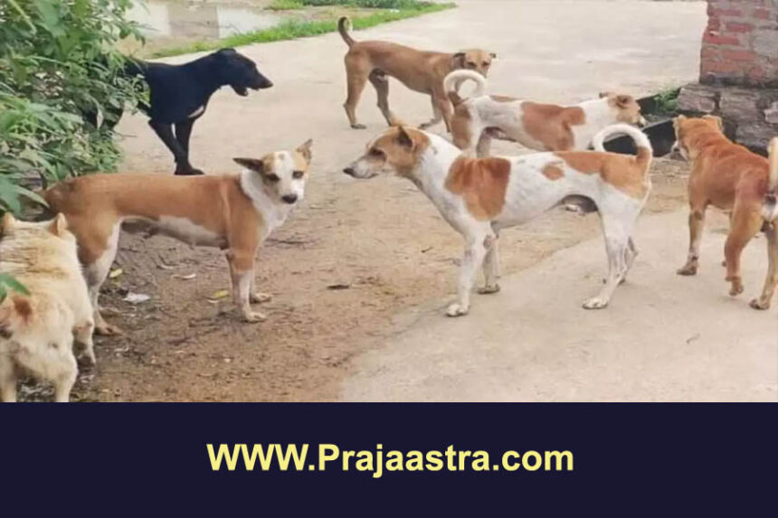 ಬೀದಿನಾಯಿಗಳ ದಾಳಿ, 6 ವರ್ಷದ ಬಾಲಕಿ ಸಾವು