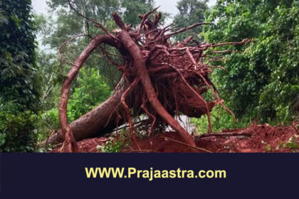 ರಸ್ತೆಗೆ ಬಿದ್ದ ಬೃಹತ್ ಮರ, ದತ್ತಪೀಠ ಸಂಚಾರ ಬಂದ್
