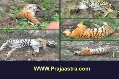 ವಿಷ ಪ್ರಾಷನದಿಂದ ಹುಲಿಗಳ ಸಾವು: ಅರಣ್ಯ ಇಲಾಖೆ