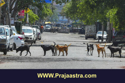ಶ್ವಾನ ಪ್ರಿಯರಿಗೆ ಸುಪ್ರೀಂನಿಂದ ಶುಭ ಸುದ್ದಿ