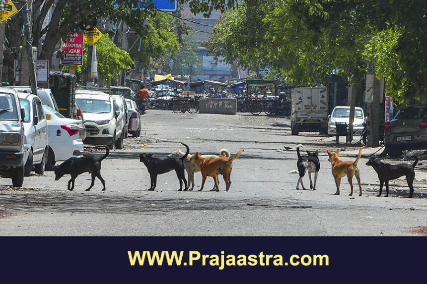 ಶ್ವಾನ ಪ್ರಿಯರಿಗೆ ಸುಪ್ರೀಂನಿಂದ ಶುಭ ಸುದ್ದಿ