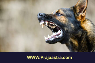 ಕೊಪ್ಪಳ: 30ಕ್ಕೂ ಹೆಚ್ಚು ಜನರ ಮೇಲೆ ನಾಯಿ ದಾಳಿ