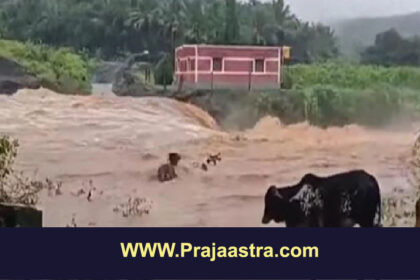 ಕಲಬುರಗಿಯಲ್ಲಿ ಭಾರೀ ಮಳೆ, ಕೊಚ್ಚಿಹೋದ ಜಾನುವಾರುಗಳು