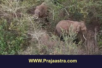 ಹಾಸನ: ಕಾಡಾನೆ ದಾಳಿಗೆ ರೈತ ಸಾವು