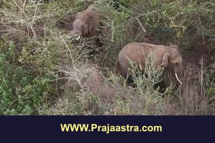 ಹಾಸನ: ಕಾಡಾನೆ ದಾಳಿಗೆ ರೈತ ಸಾವು