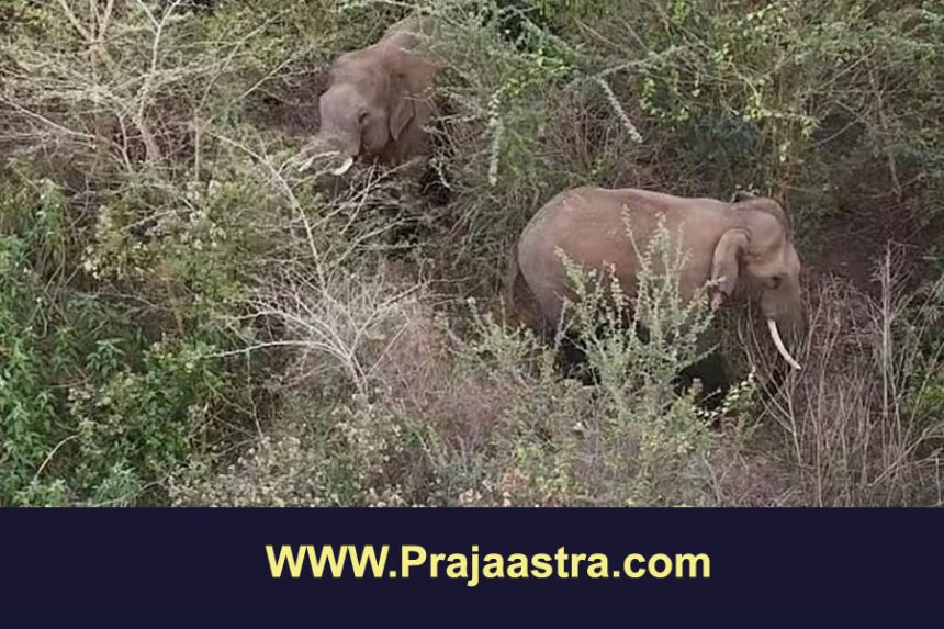 ಹಾಸನ: ಕಾಡಾನೆ ದಾಳಿಗೆ ರೈತ ಸಾವು